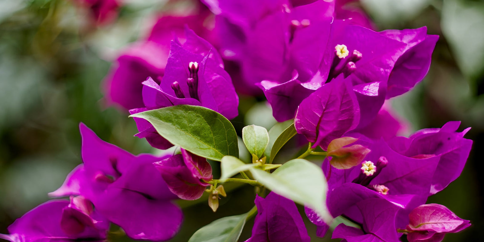 Bougainvillea — Botanical Landscapes